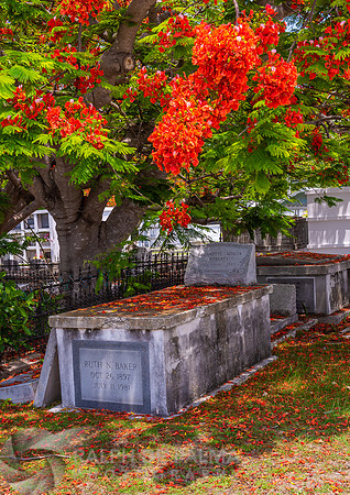 Royal Poinciana
