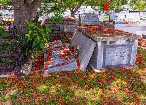 Royal Poinciana