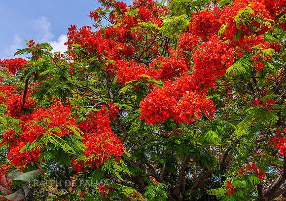 Royal Poinciana