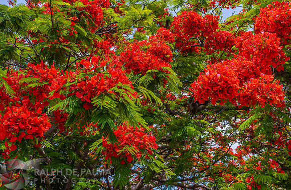 Royal Poinciana