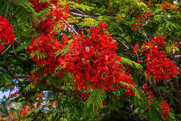 Royal Poinciana
