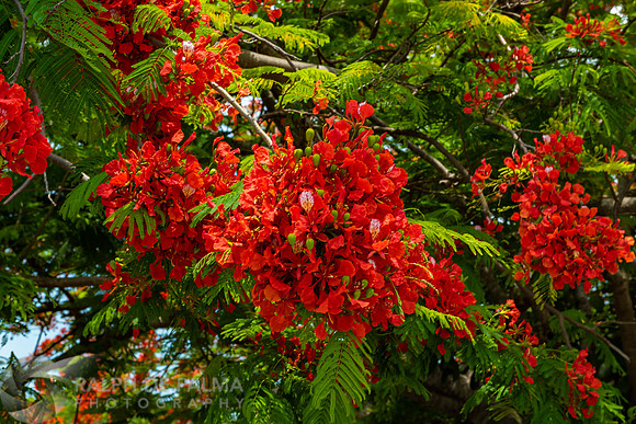 Royal Poinciana