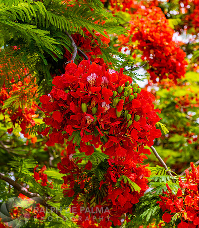 Royal Poinciana