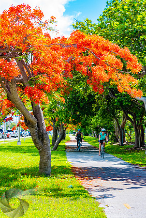 Royal Poincianas