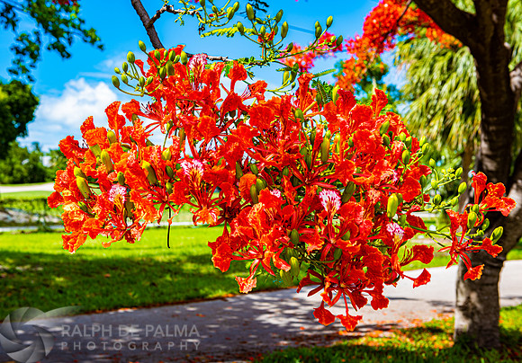 Royal Poincianas