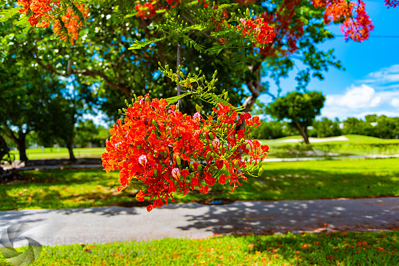 Royal Poincianas