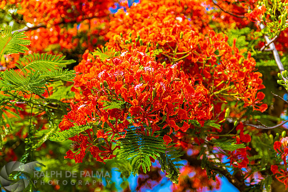Royal Poincianas