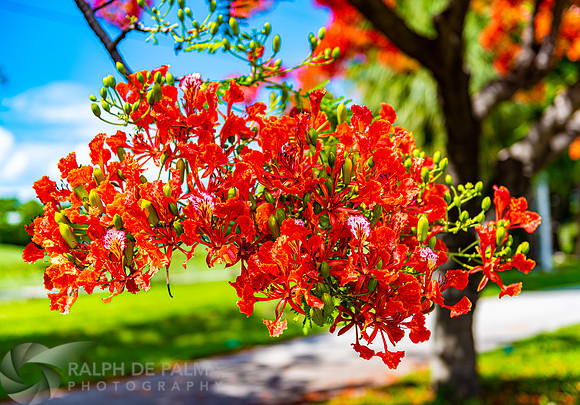 Royal Poincianas