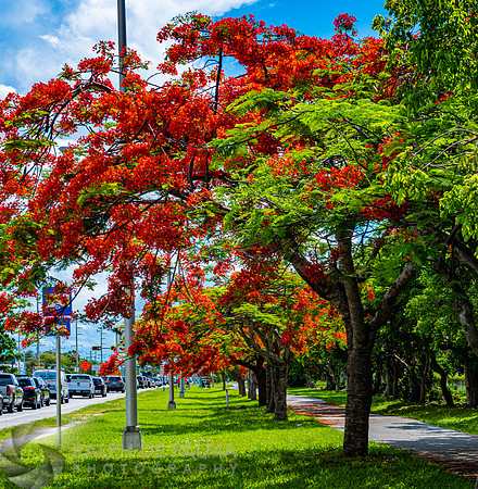 Royal Poincianas