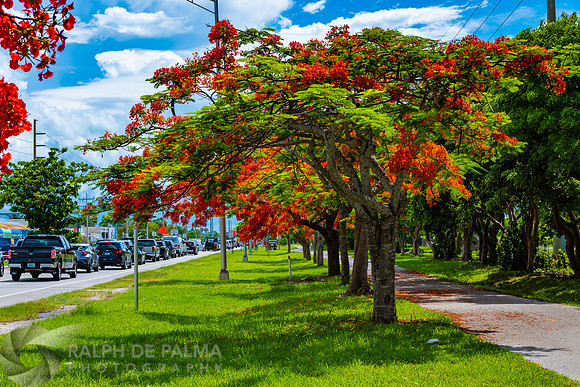Royal Poincianas