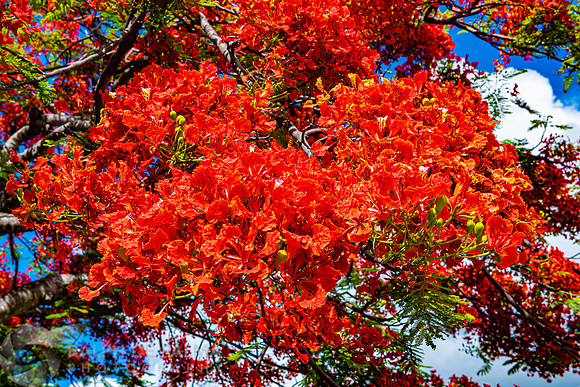 Royal Poincianas
