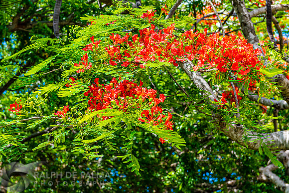 Royal Poincianas