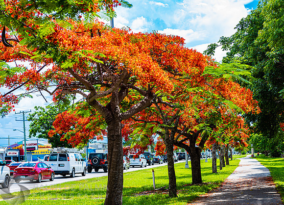 Royal Poincianas