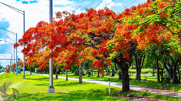 Royal Poincianas
