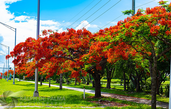 Royal Poincianas