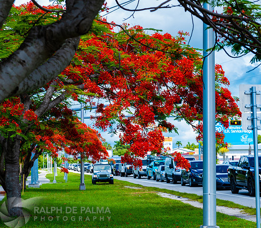 Royal Poincianas