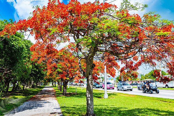 Royal Poincianas