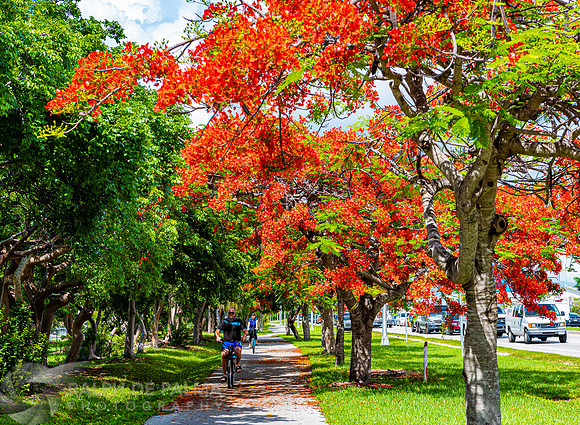 Royal Poincianas