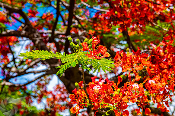 Royal Poincianas