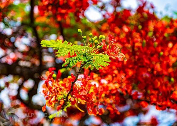 Royal Poincianas