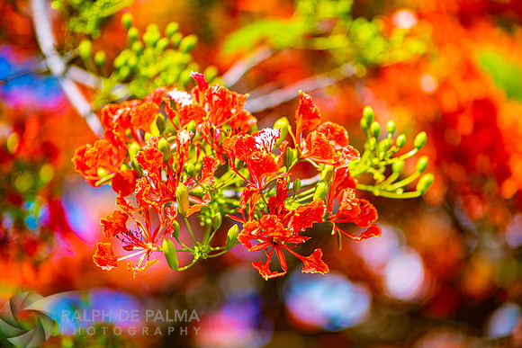 Royal Poincianas