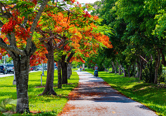 Royal Poincianas