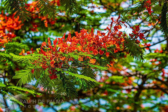 Royal Poincianas