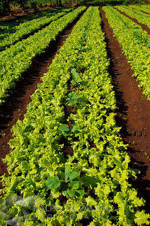 Organic Farm