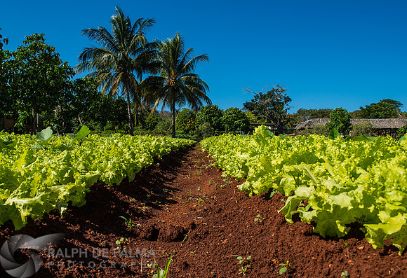 Organic Farm
