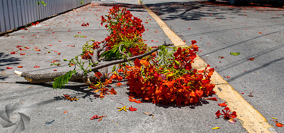 Roayl Poincianas