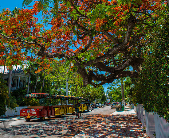 Roayl Poincianas
