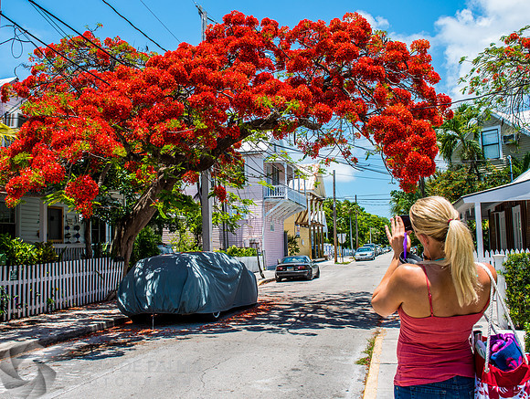 Roayl Poincianas