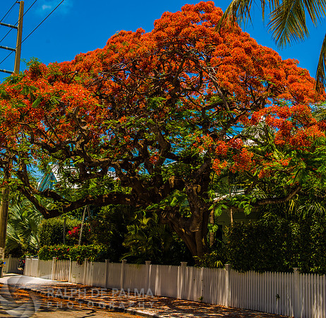 Roayl Poincianas
