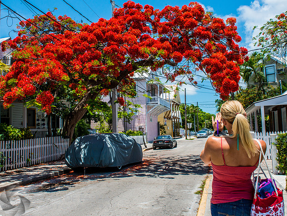 Roayl Poincianas