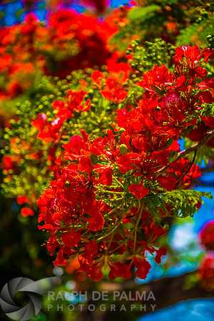 Roayl Poincianas