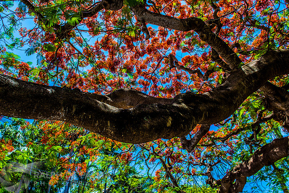 Roayl Poincianas