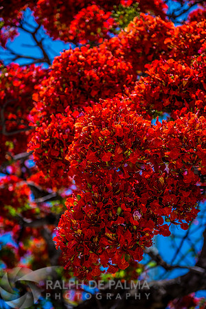 Roayl Poincianas