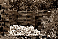 Stock Island 10