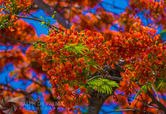 Roayl Poincianas
